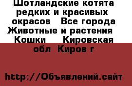 Шотландские котята редких и красивых  окрасов - Все города Животные и растения » Кошки   . Кировская обл.,Киров г.